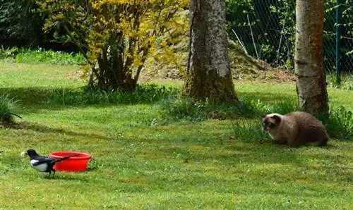 uccello da caccia al gatto