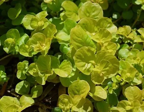 6Moneywort