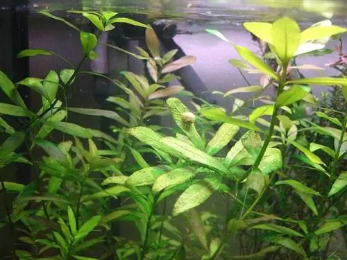 Hygrophila polysperma 2