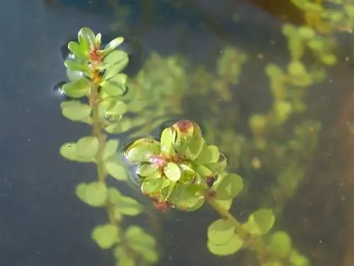 Rotala indica var. اولیگینوزا