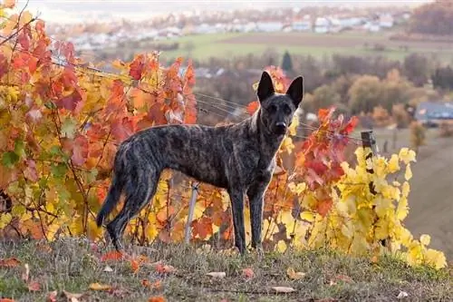 holländischer Schäferhund im Herbst