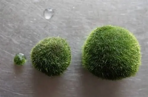 marimo moss kroglice