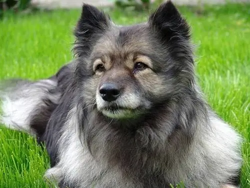 Keeshond