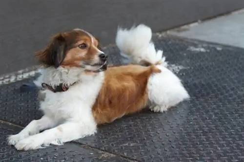 Kooikerhondje