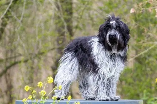 Schapendoes Dutch Sheepdog ยืนอยู่กลางแจ้ง