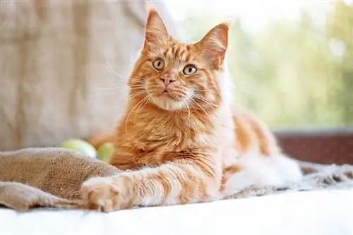 zázvor Maine coon cat