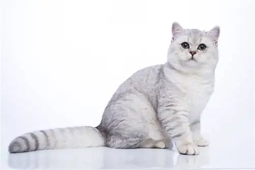 chat british shorthair chinchilla argenté