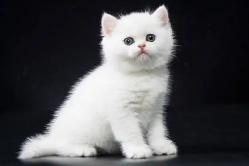 Chaton British Shorthair argent sur fond noir