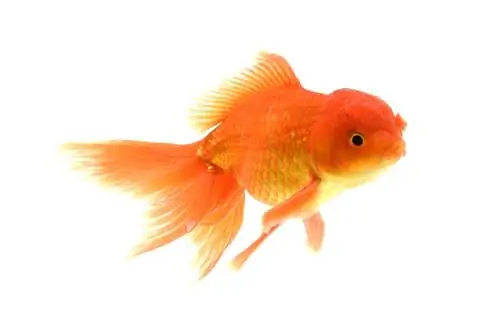 Jikin Goldfish: Care Guide, Varieties, Lifespan & Περισσότερα (με εικόνες)