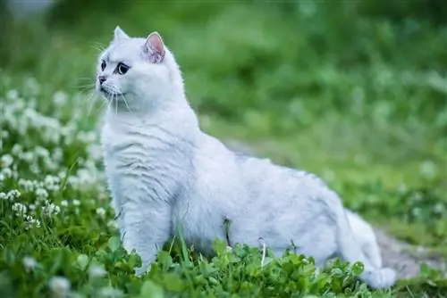 Chinchilla British Shorthair Cat: Facts, Origin & History (Сүрөттөр менен)