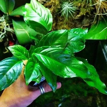 Mainam Anubias Heterophylla