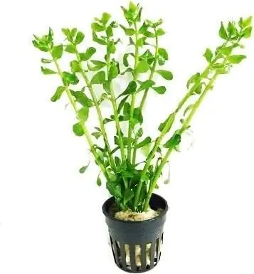 Cỏ kim tiền Mainam Bacopa Monnieri