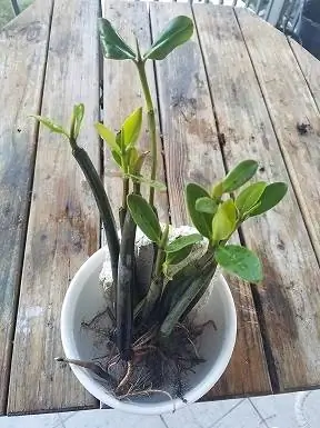 Röda mangroveplantor