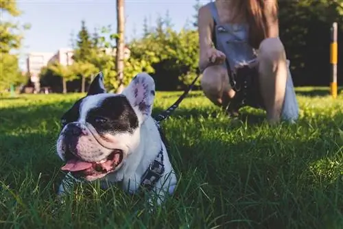 Bulldog francès blanc i negre estirat a l'herba verda