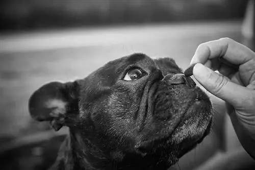 Donner une friandise bouledogue français