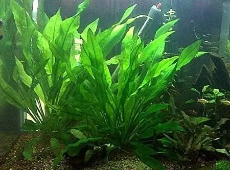 Aquarium Plants Descomptes Amazon Bleheri Sword