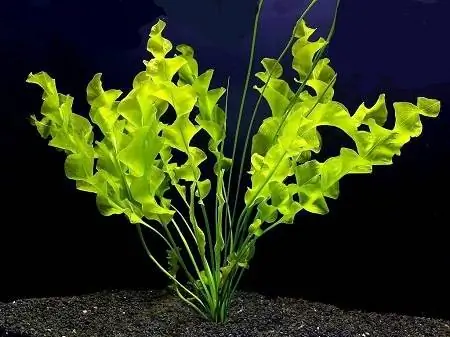 Descomptes en plantes d'aquari Bulb Aponogeton Ulvaceus