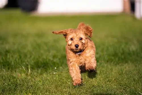 Cachorro Cockapoo Corriendo