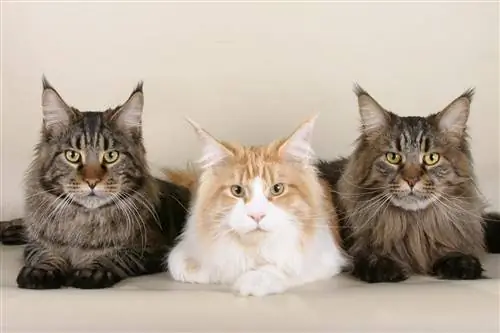 drie maine coon-katte_Pixabay