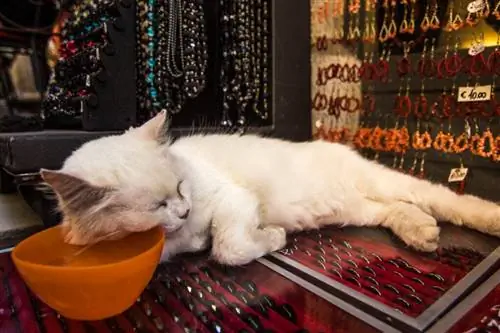 Gato durmiendo relajándose encima del puesto de souvenirs apoyando su cabeza contra el tazón de agua