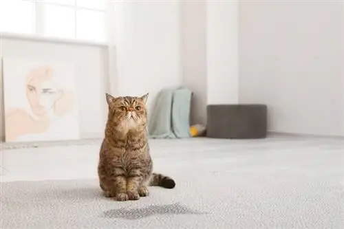 chat fait pipi sur le tapis