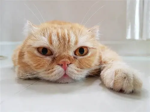 close up kucing Scottish Fold jahe dengan benjolan di hidungnya