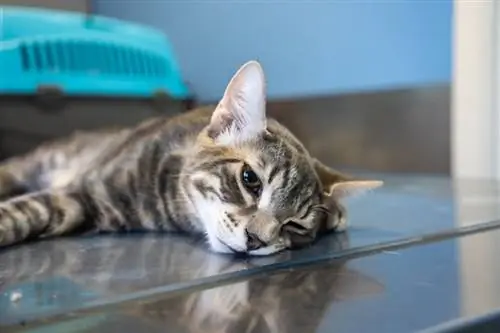 gato tabby sedado na clínica veterinária