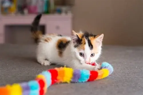 chaton calicot jouant avec un jouet