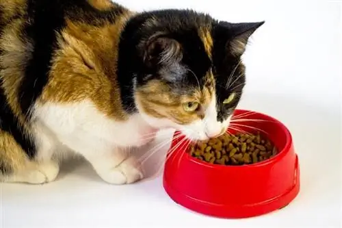 Calico cat eating_Shutterstock_Stamat Vitalii