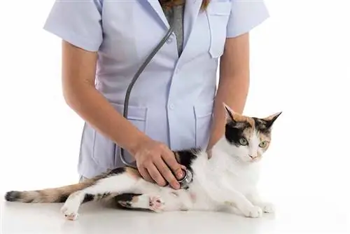 vétérinaire examine un chat calico