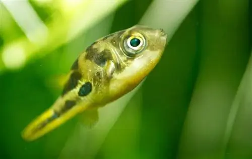 Pea Puffer: Panduan Penjagaan, Gambar, Varieti, Saiz & Jangka hayat