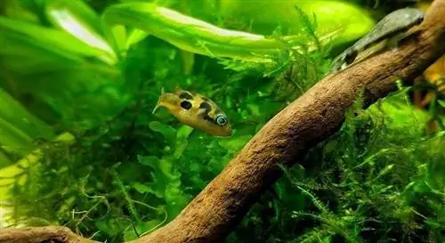 Pea Puffer