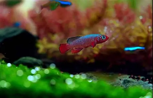 Killifish shumëngjyrësh në akuariumin e mbjellë