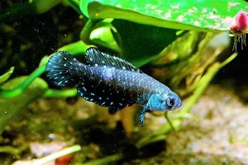 Killifish blu