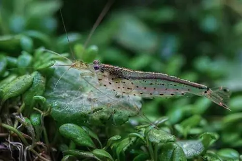 primo piano di un gambero amano