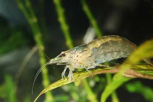 Amano il primo piano dei gamberetti