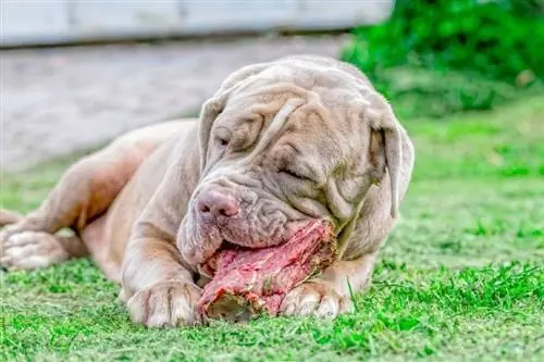 chó mastiff ăn xương sống