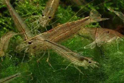 seurue (ryhmä amano-katkarapuja)