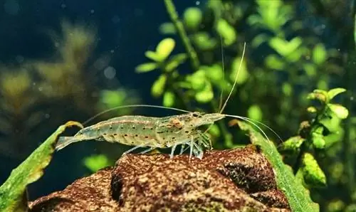 Amano Shrimp nyob rau hauv Freshwater Aquarium