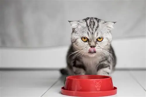 scottish fold eating