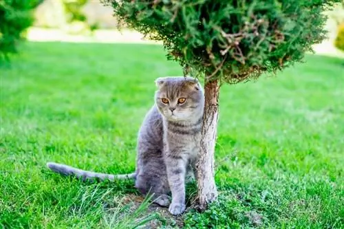 Quanto costa uno Scottish Fold? Guida ai prezzi 2023