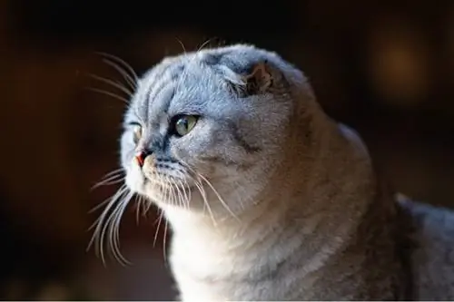 Scottish Fold mushuki