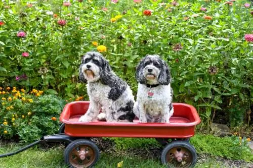 dua ekor anjing cockapoo hitam dan putih duduk di dalam kereta kecil merah di taman