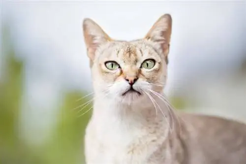 gato singapura al aire libre