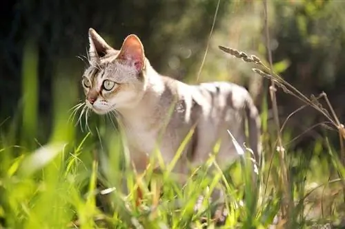 Singapura kat