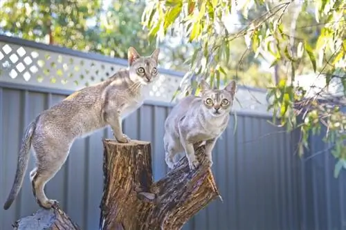 Berapa Harga Kucing Singapura? Panduan Harga 2023