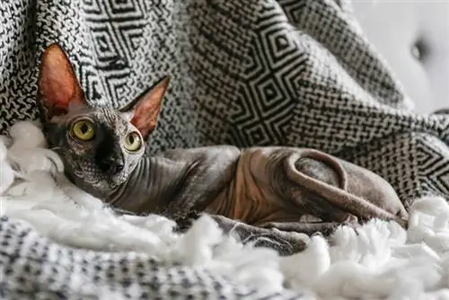 spiss sphynx katt