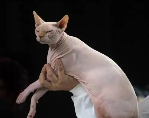 القط sphynx بلون