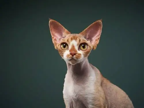 pisica tabby sphynx