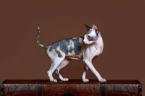 Schildpatt-Sphynx-Katze